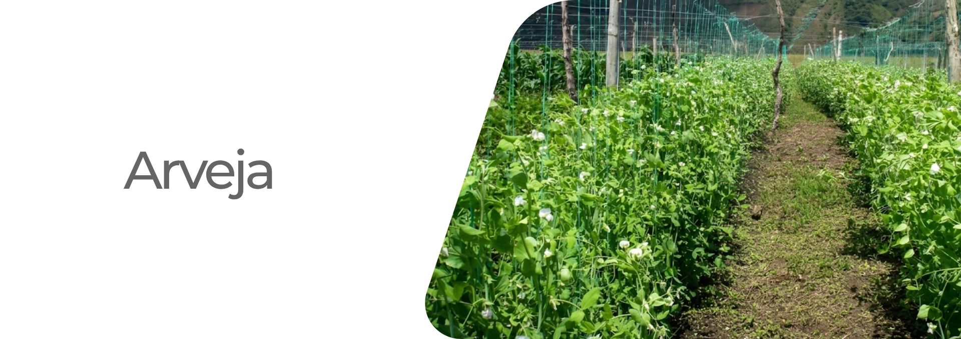 Cultivos: Arroz