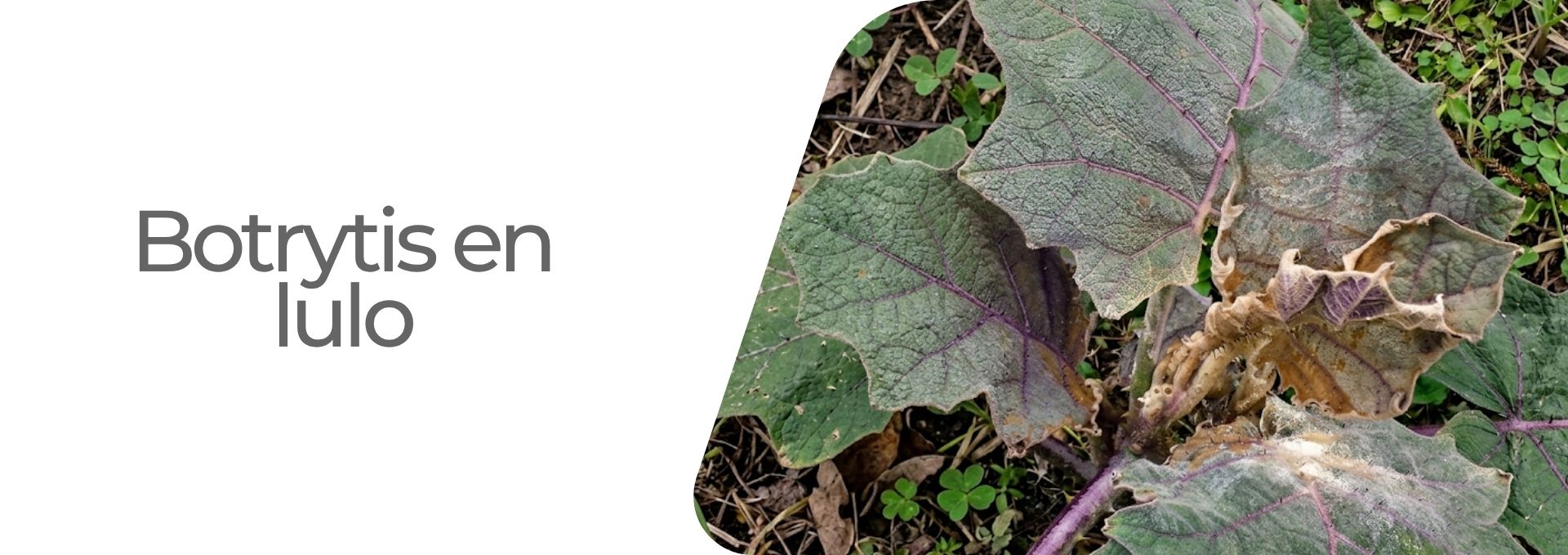 Enfermedad: Botrytis en lulo