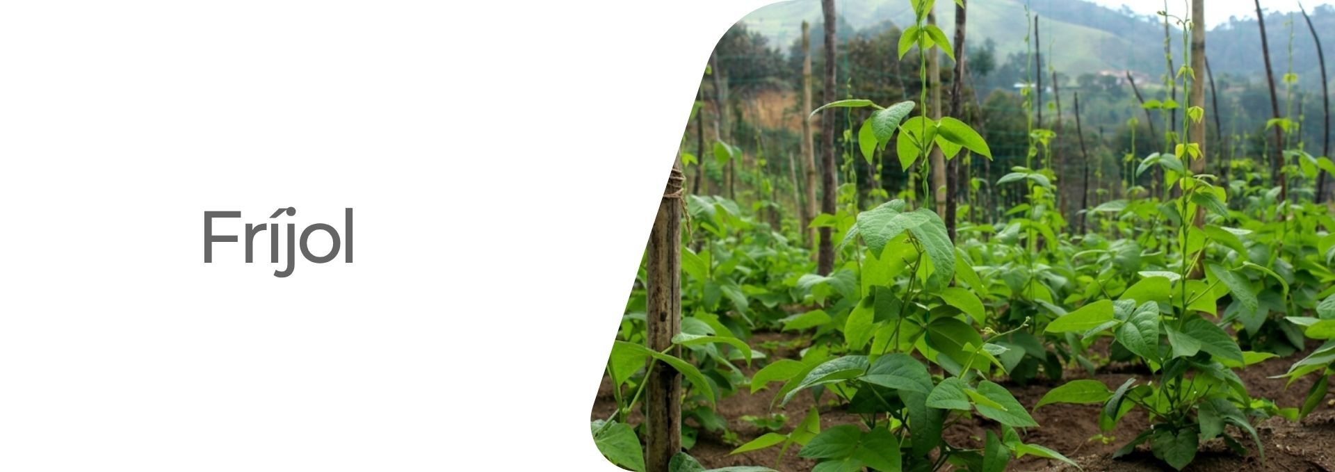 Cultivos: Arroz