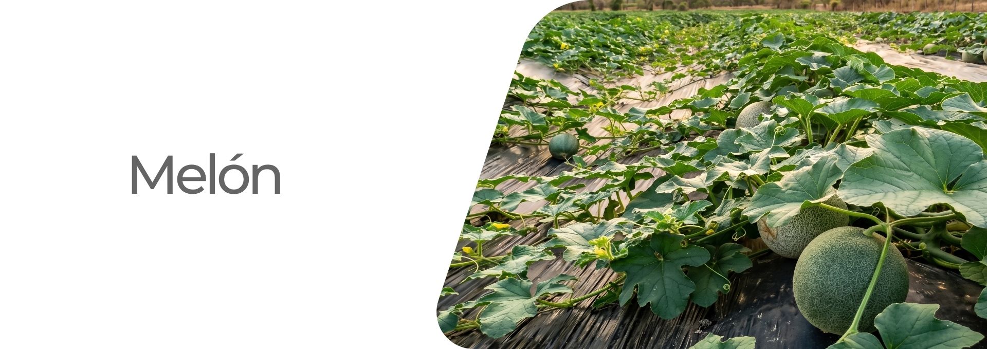 Cultivos: Arroz