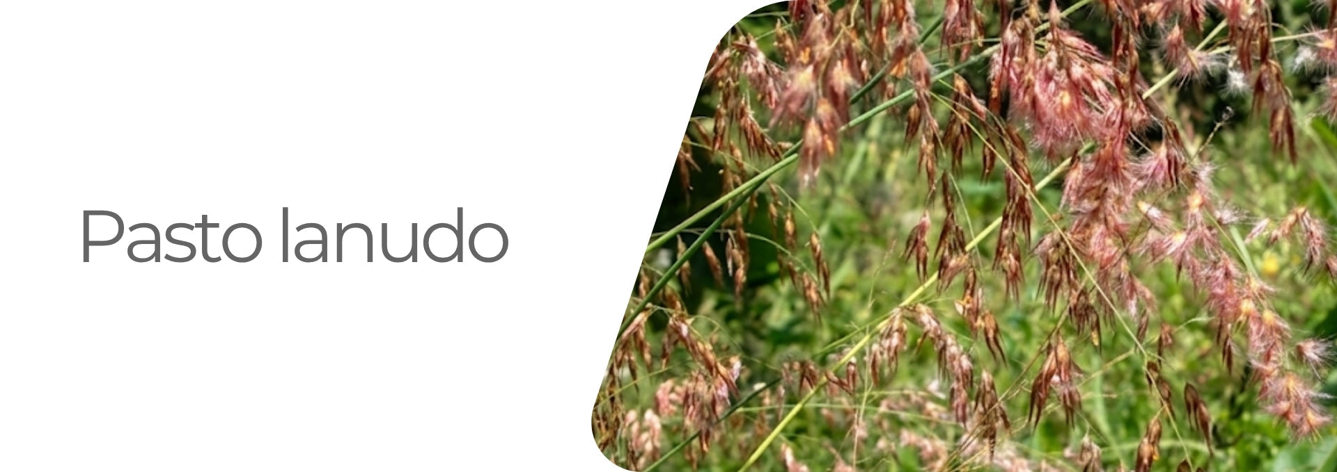 maleza pasto lanudo