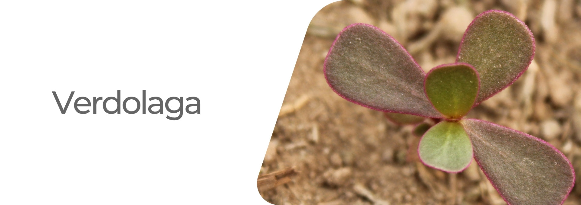 Plagas: Malva