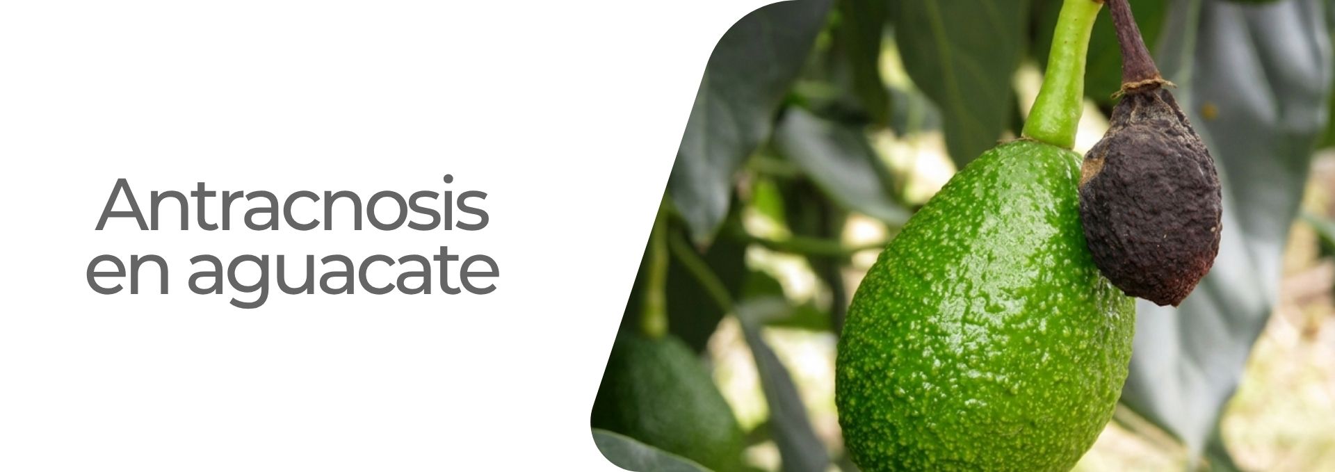Antracnosis en aguacate