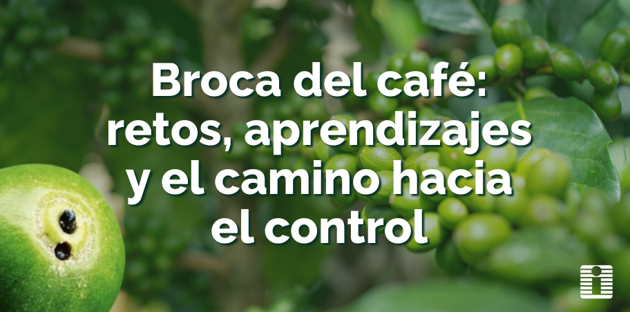 Broca del café: retos, aprendizajes y el camino hacia el control