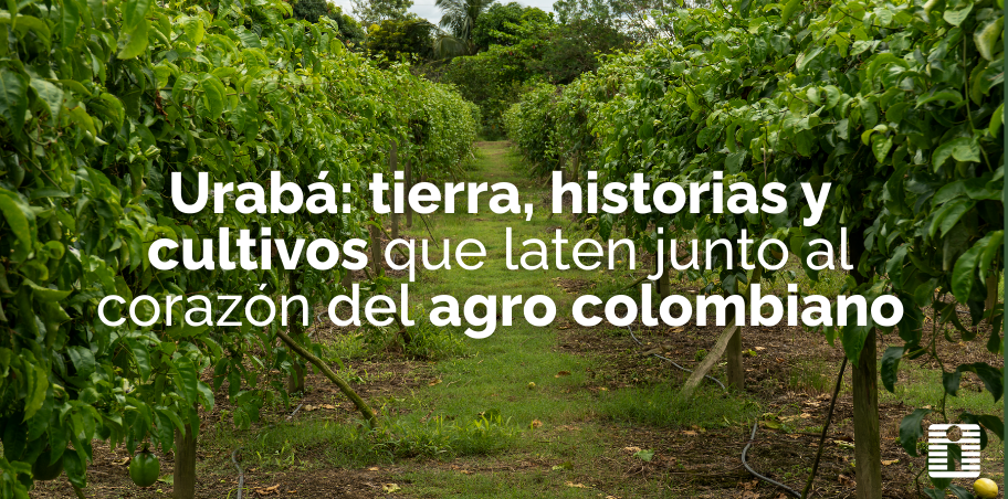 Urabá: tierra, historias y cultivos que laten junto al corazón del agro colombiano