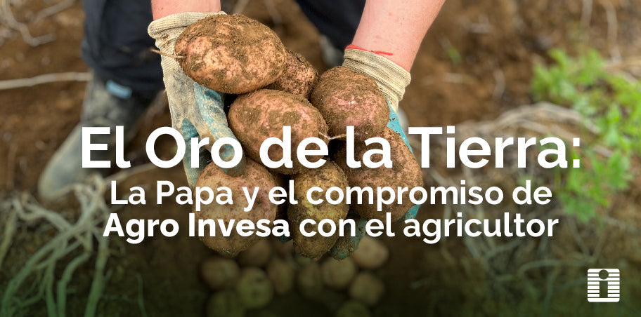 El Oro de la Tierra: La Papa y el Compromiso de Agro Agro Invesa con el Agricultor
