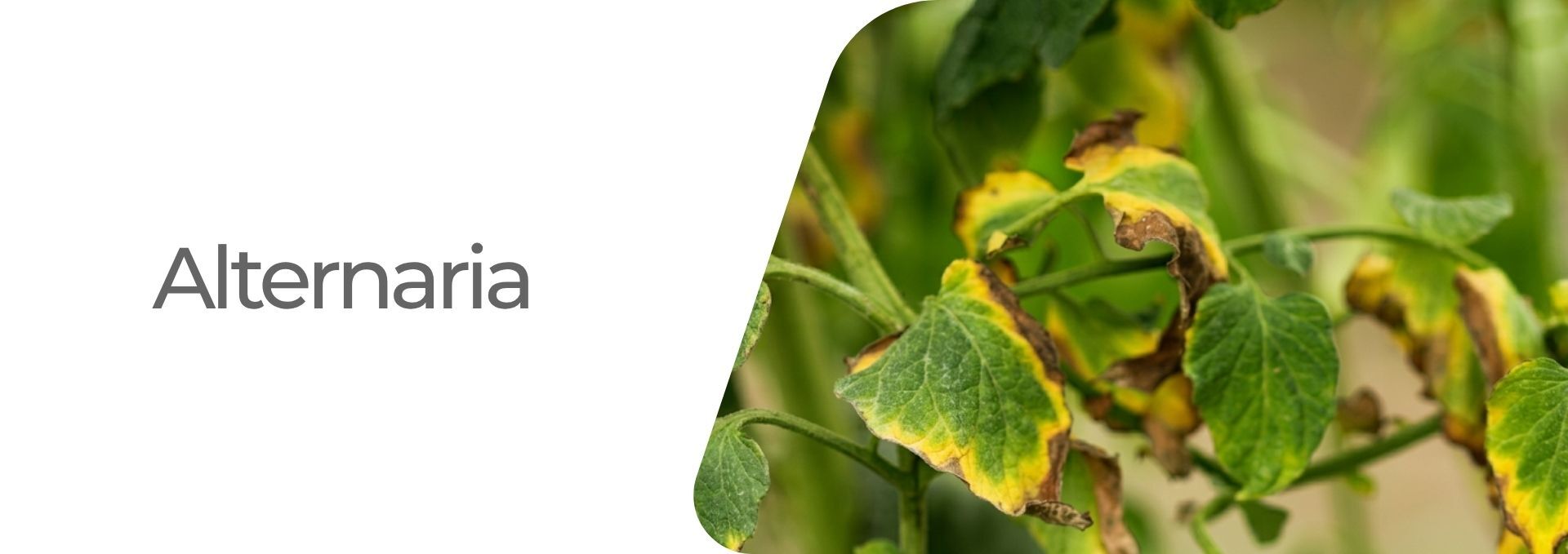 Alternaria