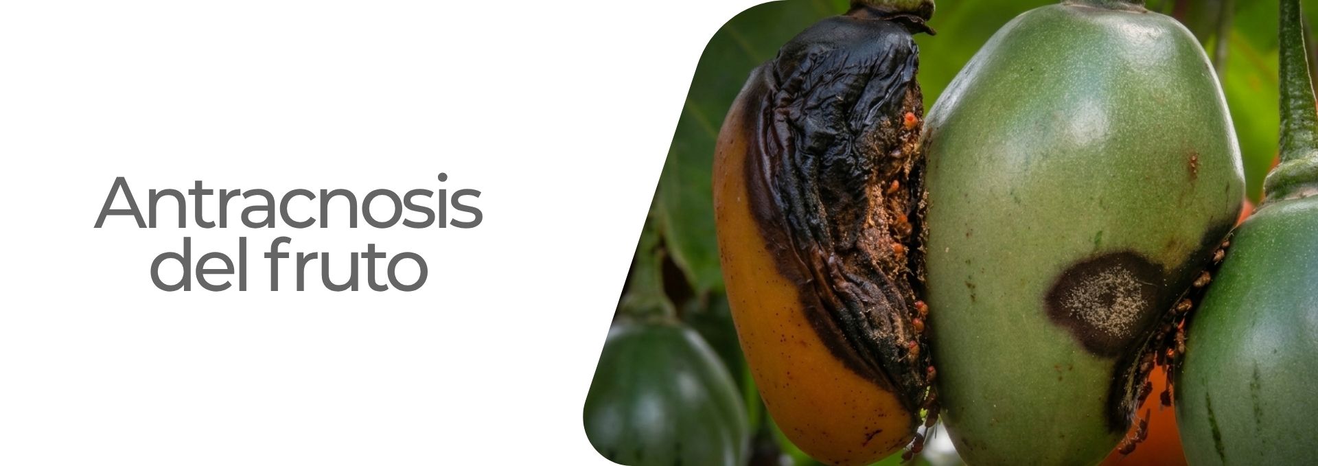 Antracnosis del fruto