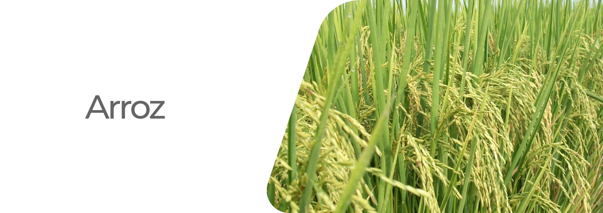 Cultivos: Arroz