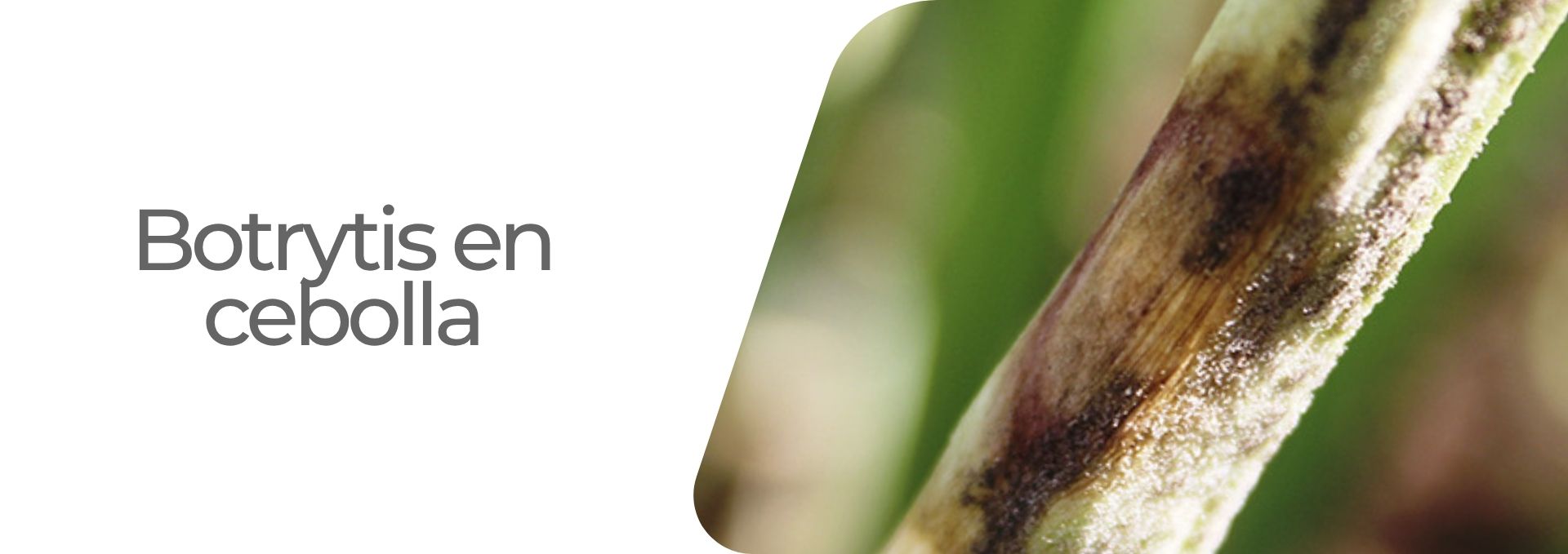 Botrytis en cebolla