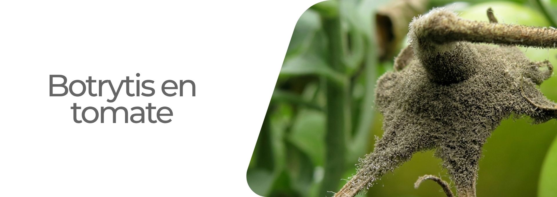 Enfermedad:  Botrytis en tomate