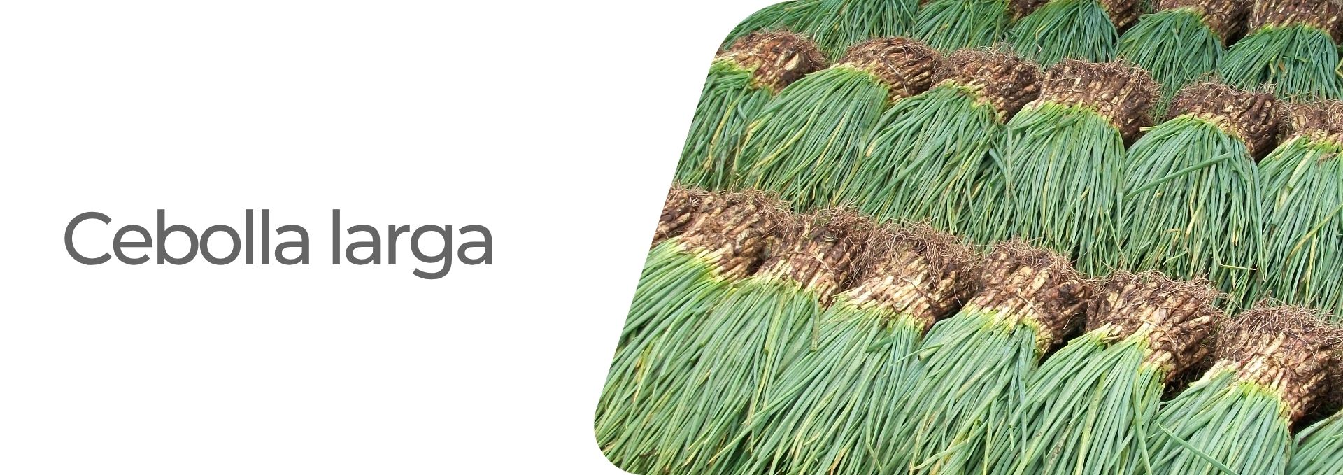 Cultivos: Arroz
