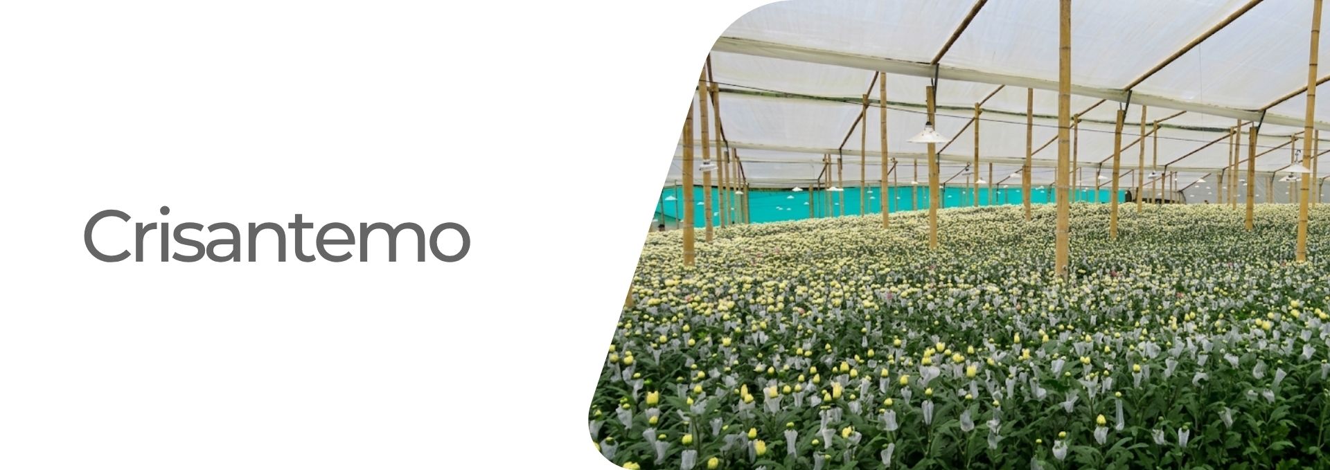 Cultivos: Arroz