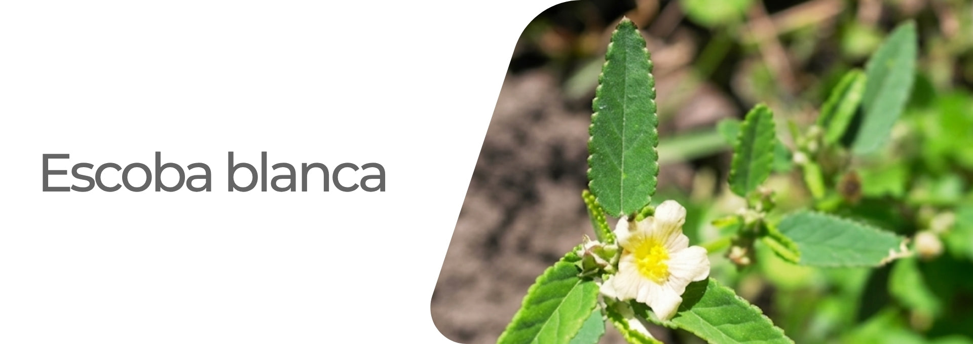 maleza escoba blanca