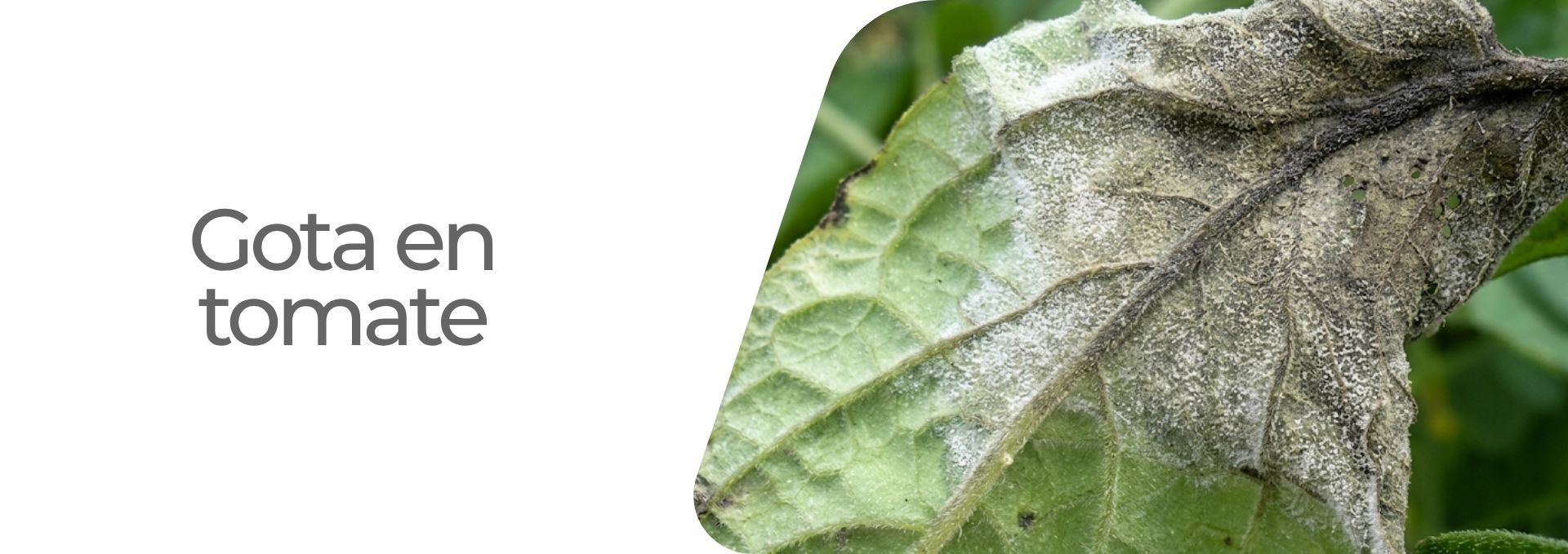 Antracnosis del fruto