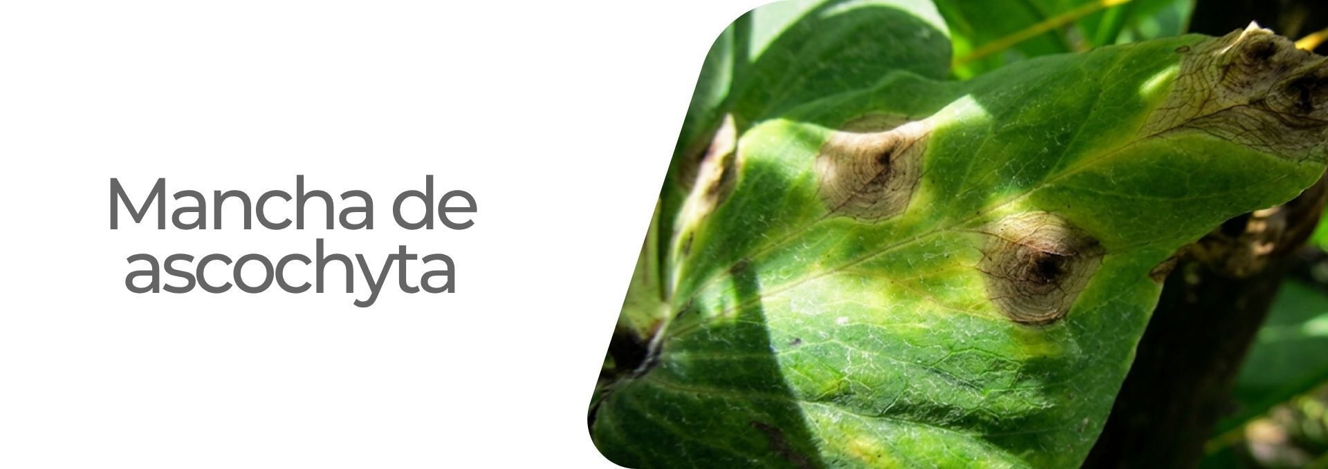 Mancha de ascochyta