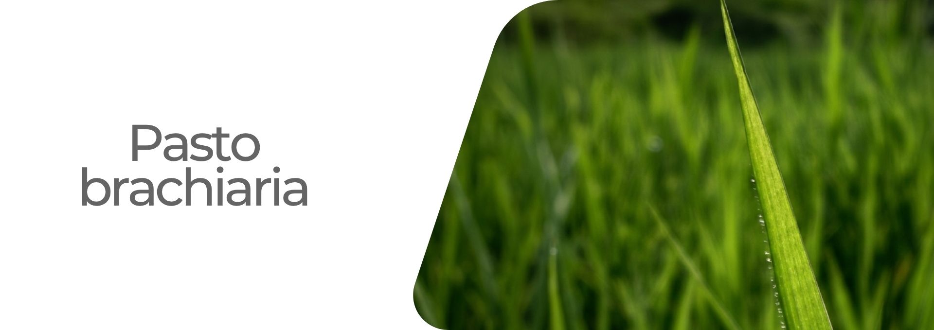 Cultivos:  Uva