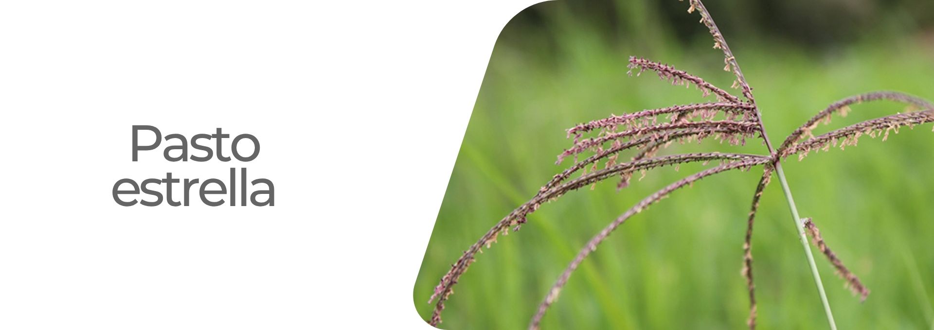 Pasto estrella africana