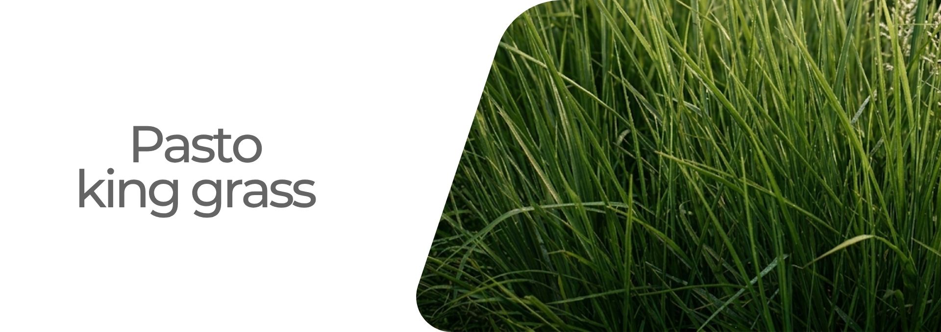 Pasto king grass