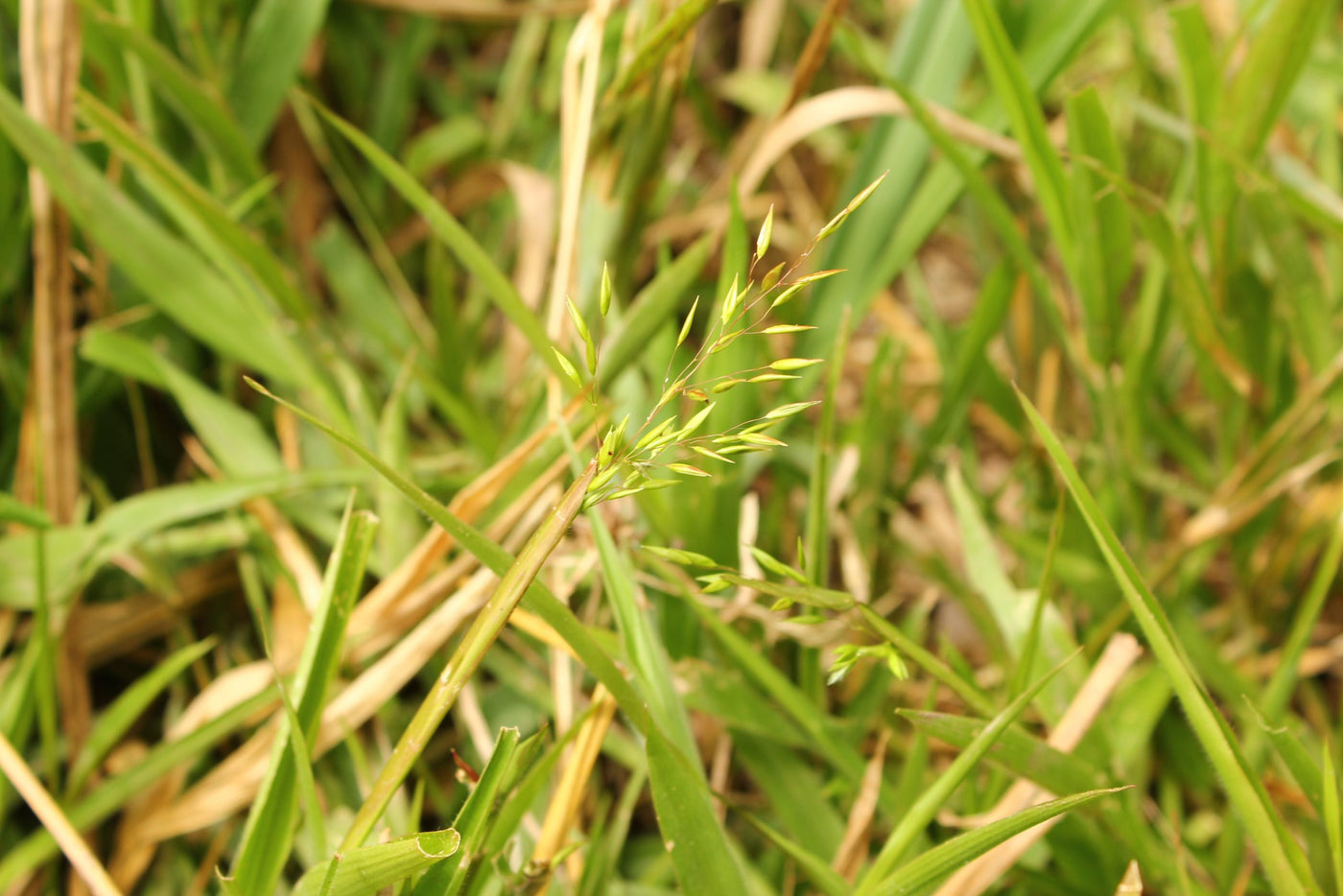 Maleza: Guerrillera