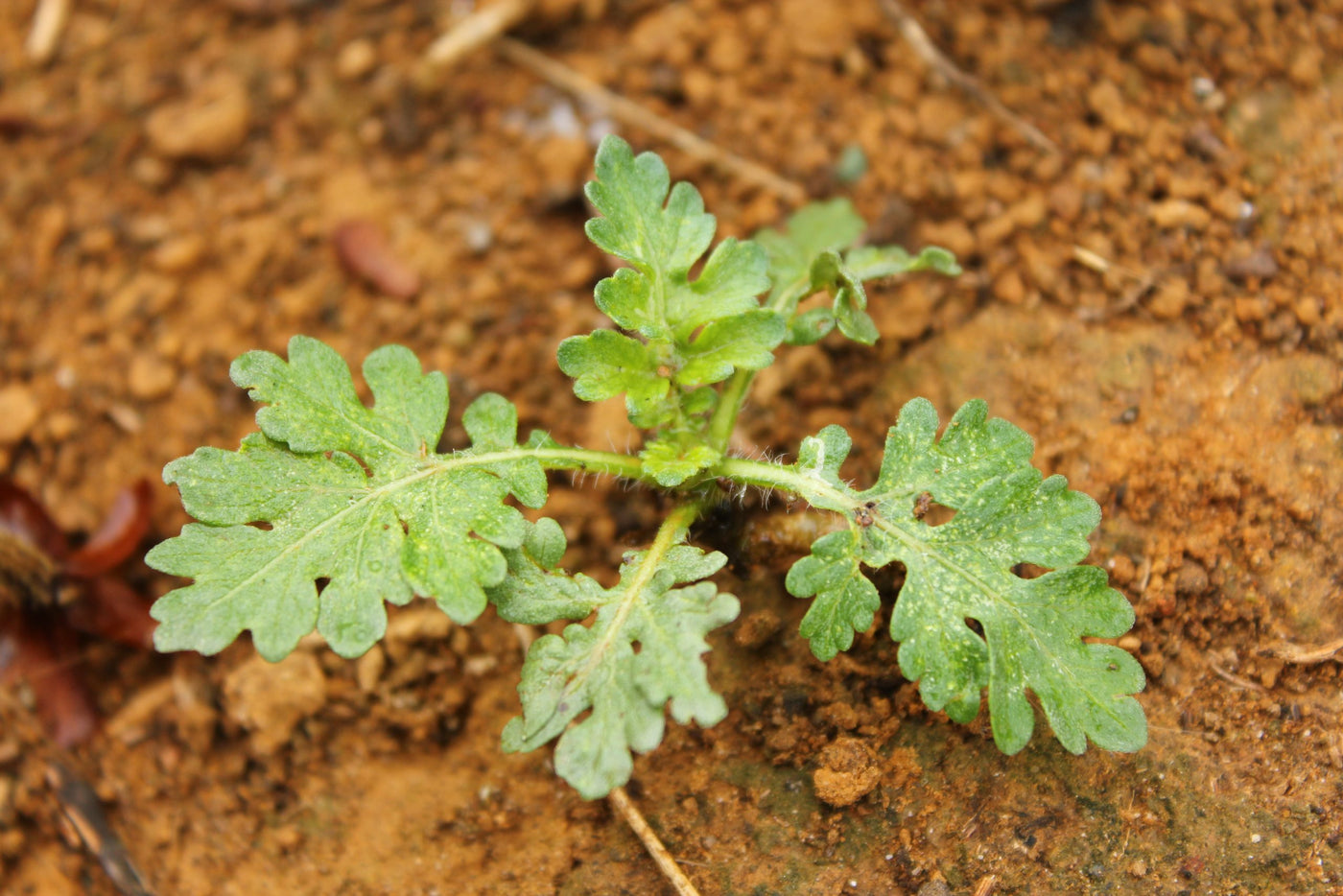 Maleza: Marihuano macho
