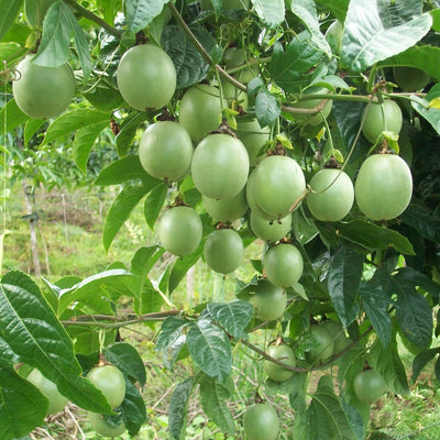 Gulupa