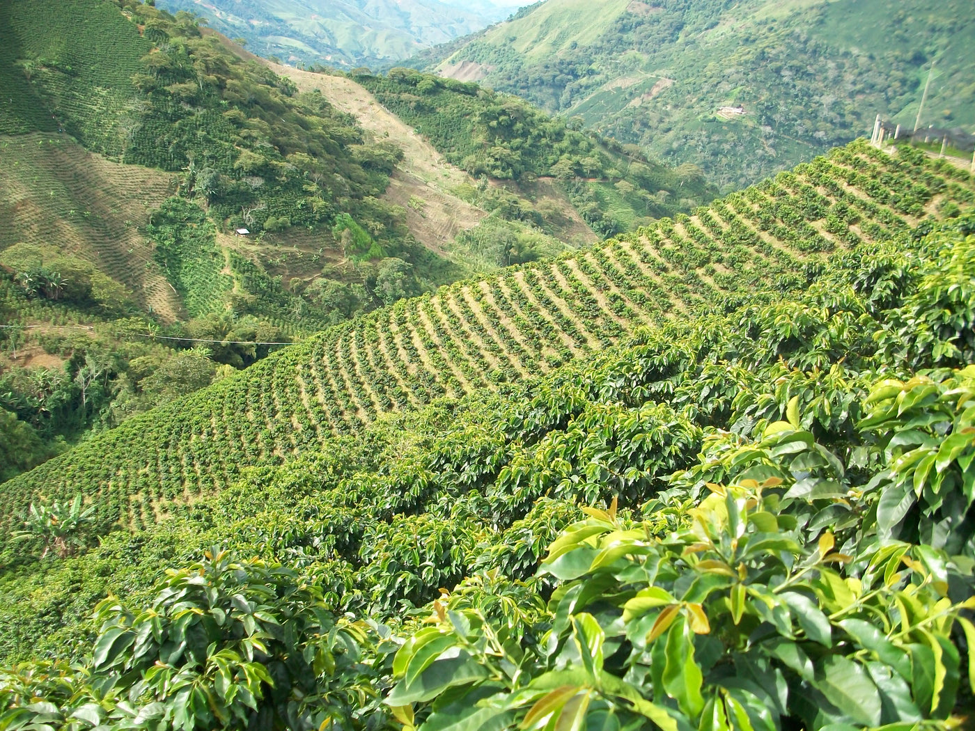 Cultivos: Café
