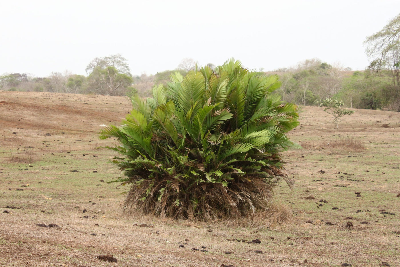 Maleza: Palma lata