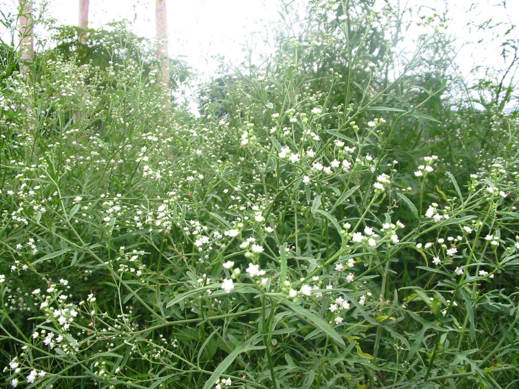 Maleza: Marihuano macho