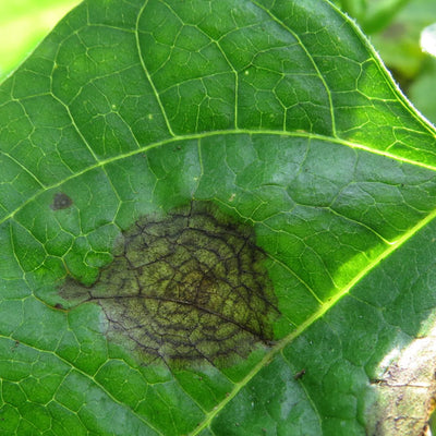 Mancha de ascochyta