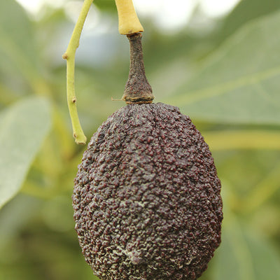 Antracnosis en aguacate