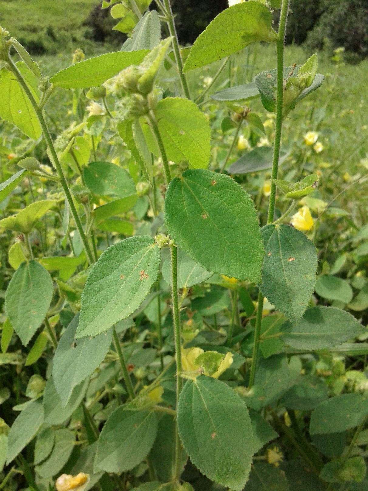 Maleza: Algodoncillo