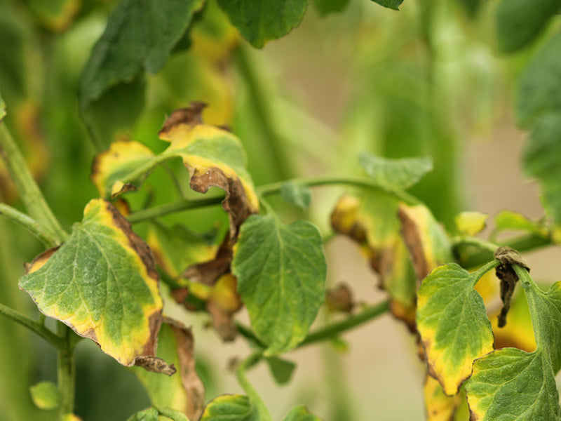 Enfermedad: Alternaria