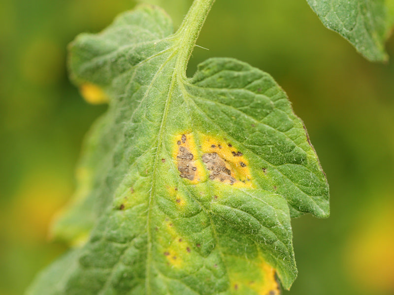 Enfermedad: Alternaria
