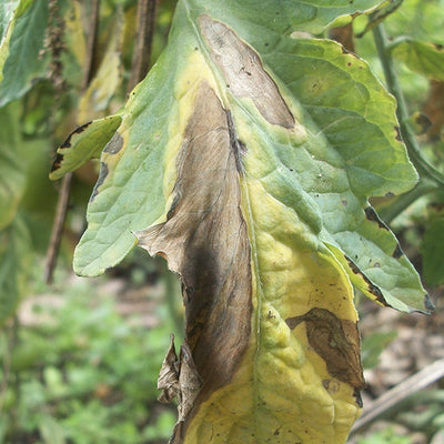 Enfermedad: Alternaria