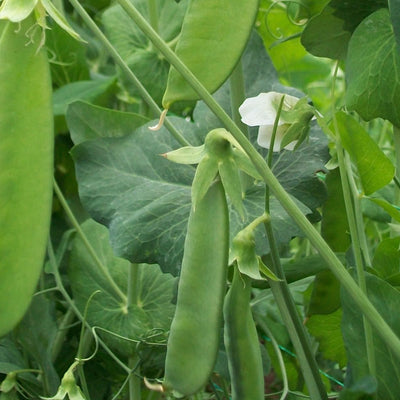 Arveja