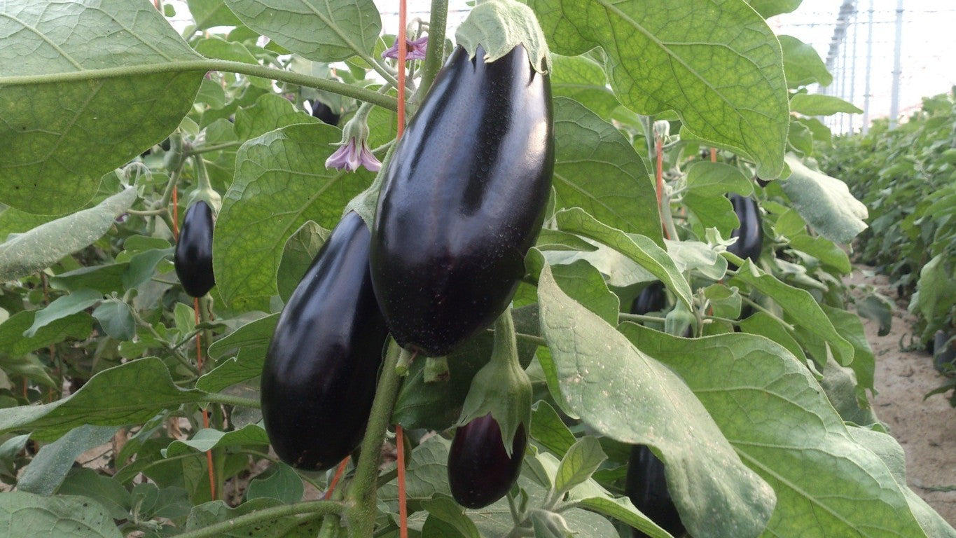 Cultivos: Berenjena