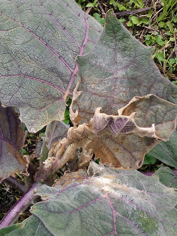 Enfermedad: Botrytis en lulo