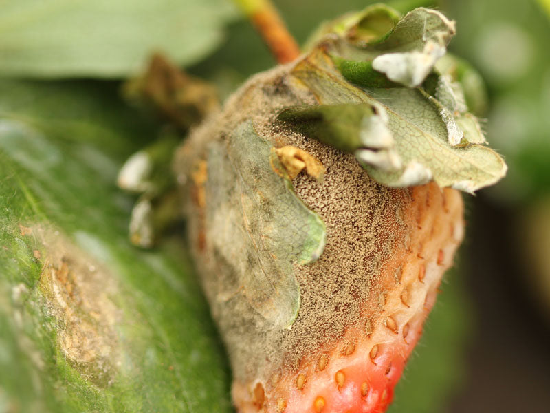 Efermedad: Botrytis