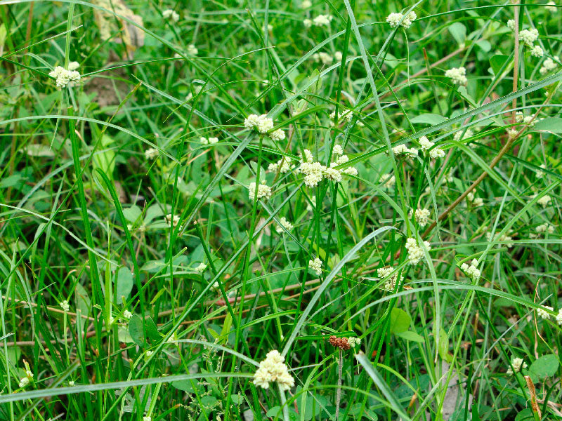 Maleza: Cabezoncillo