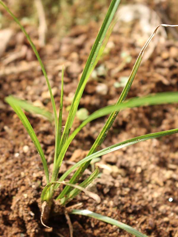 Maleza: Cabezoncillo