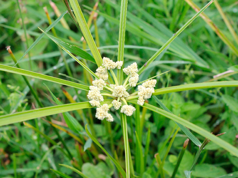 Maleza: Cordoncillo