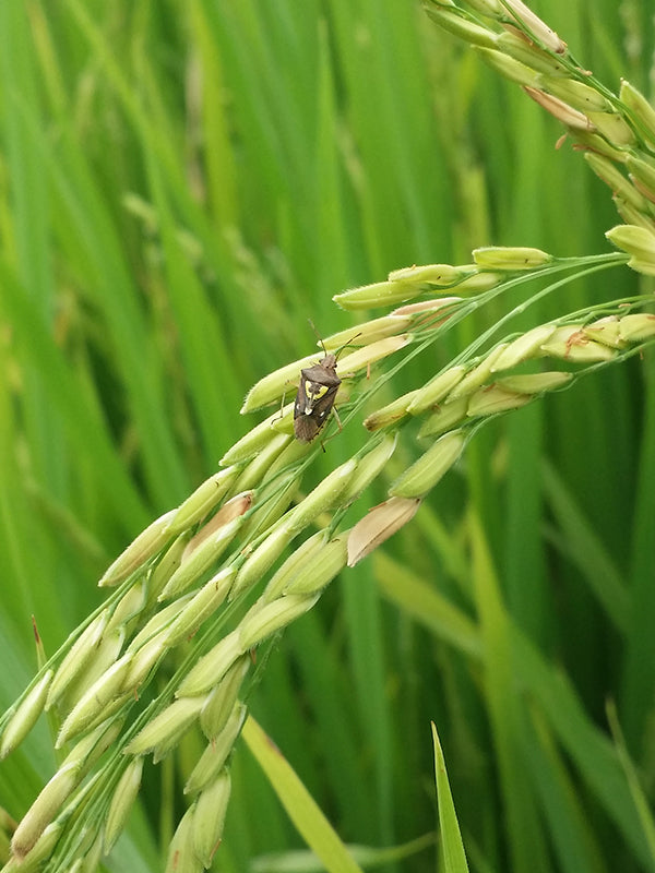 Plagas: Chinche del arroz