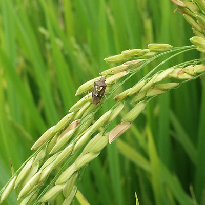 Chinche del arroz