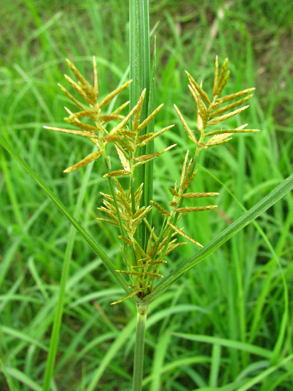 Maleza: Cortadera junquillo