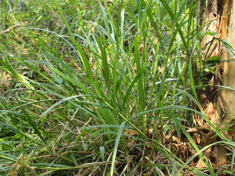 Maleza: Cortadera tresfilos