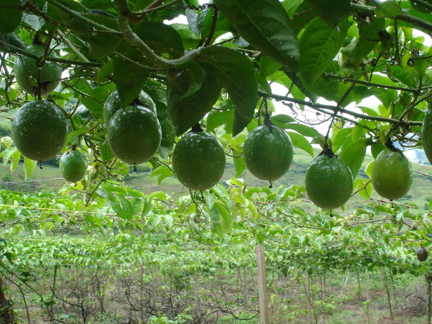 Cultivos: Maracuyá
