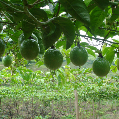 Maracuyá