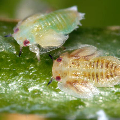 Diaforina