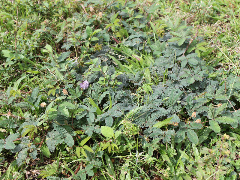 Maleza: Dormidera